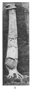 Fig.12a - Clavagella coronata