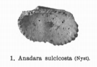 Fig.1 - Arca sulcicosta