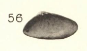 Pl. III, fig. 56
