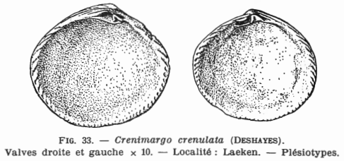 Fig.33 - Crenimargo crenulata