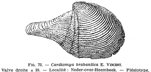 Fig.72 Cuspidaria (Cardiomya) brabantica