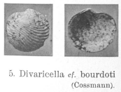 Fig.5 - Divaricella cf. boudoti