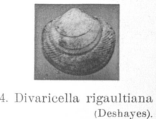 Fig.4 - Divaricella rigaultiana