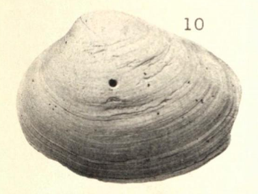 Pl. IV, fig. 10