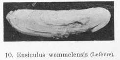 Fig.10 - Ensiculus wemmelensis