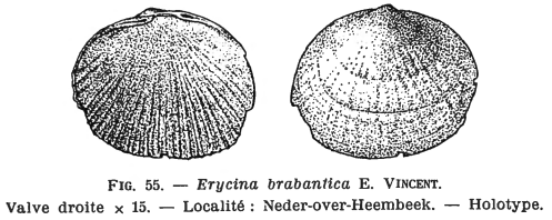 Fig.55 Erycina brabantica Glibert, M. (1936)