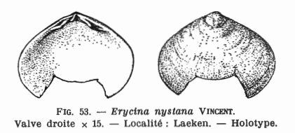 Fig.53 - Erycina nystana Vincent, E. (1930)