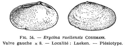Fig.56 - Erycina ruellensis