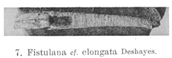 Fig.7 - Fistulana elongata