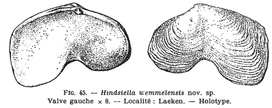 Fig.45 - Hindsiella wemmelensis Glibert, M. (1936)