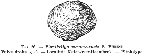 Fig.56 - Kellya wemmelensis