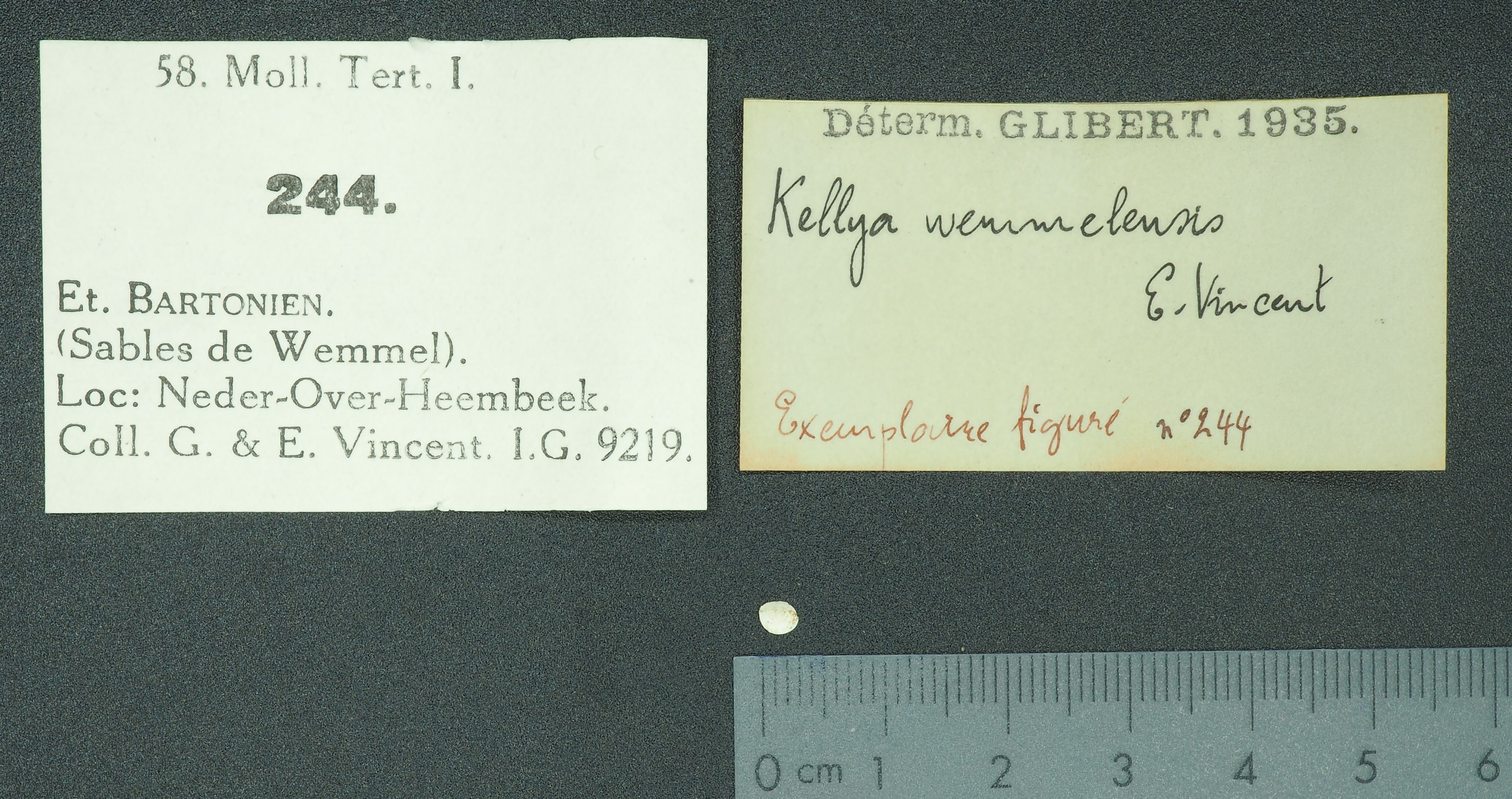 RBINS 244 - Kellya wemmelensis fig Lb