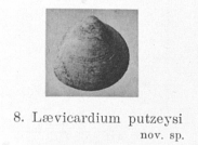 Fig.8 - Laevicardium putzeysi