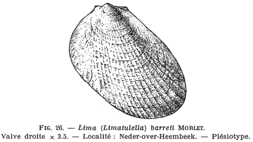Fig.26 - Lima barreti