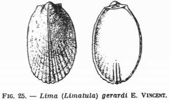 Fig 25 - Lima (Limatula) gerardi
