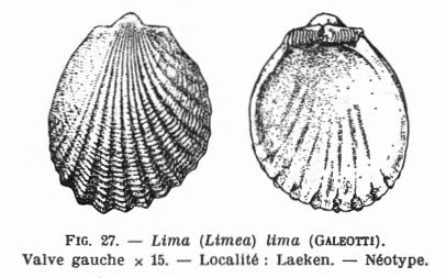 Fig.27 - Lima tenuisculptata