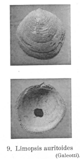 Fig 9 - Limopsis auritoides Glibert, M. (1936)