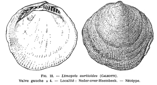 Fig 18 - Limopsis auritoides Glibert, M. (1936)