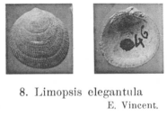 Fig 8 - Limopsis elegantula