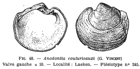 Fig.48 - Linga couturieauxi
