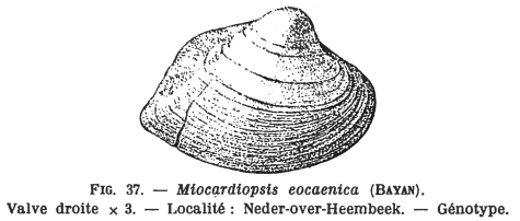 Fig.37 Miocardiopsis eocaenica