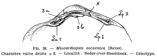Fig.38 - Miocardiopsis eocaenica
