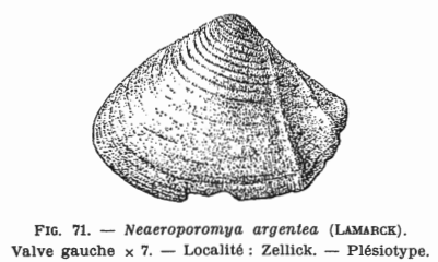 Fig.71 - Neacroporomya argentea