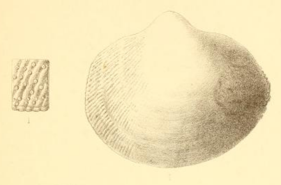 Fig.1 - Cardium honi Nyst