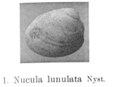 Fig 1 - Nucula lunalata Gilbert, M. (1936)