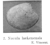 Fig. 2 - Nucula nystana Vincen, E. (1925)