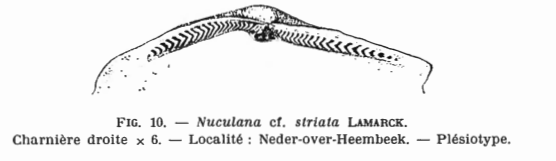 Fig.10 - Nuculana cf. striata