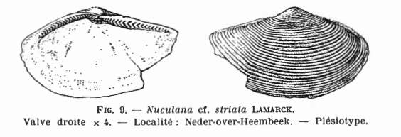 Fig.9 - Nuculana cf. striata