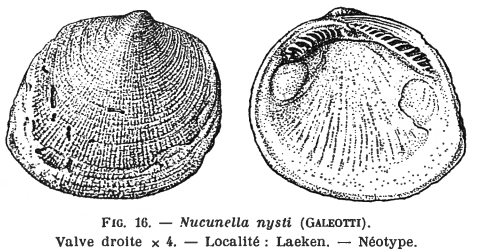 Fig 16 - Nucunella nysti Glibert, M. (1936)