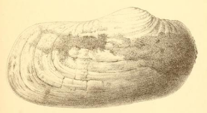 Fig.2 Panopaea Honi Nyst 1862