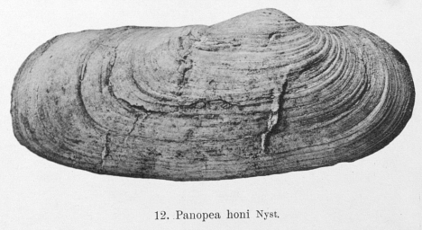 Fig.12 - Panopea honi