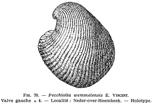 Fig. 70 - Pecchiolia wemmelensis