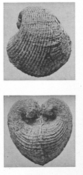 Fig.13 - Pecchiolia wemmelensis