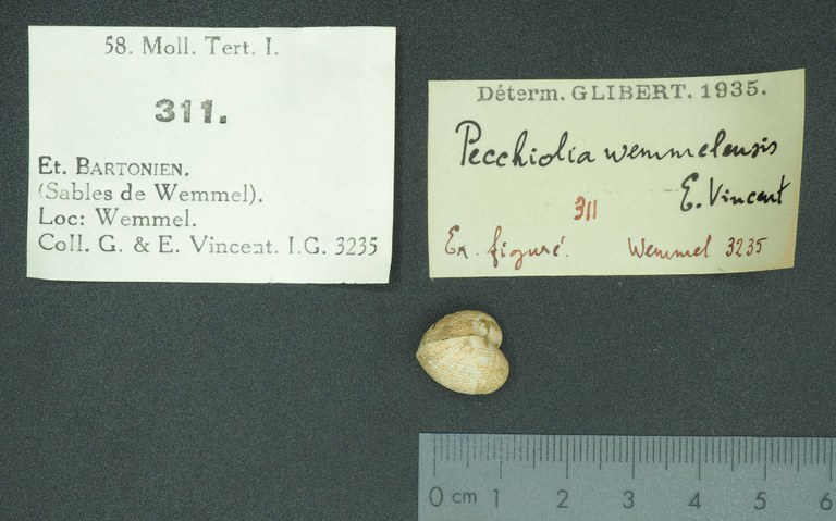 RBINS 311 - Pecchiolia wemmelensis fig Lb