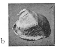 Fig.8b - Petalocardia pectinifera Glibert, M. (1936)