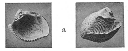 Fig.8a - Petalocardia pectinifera