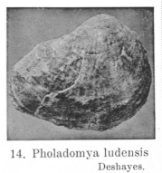 Fig.14 - Pholadomya ludensis