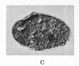 Fig.3c - Pitaria honi