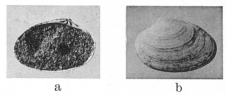 Fig.3a-3b - Pitaria honi