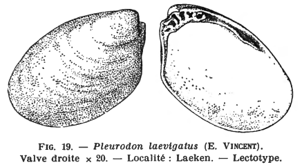 Fig 19 - Pleurodon laevigatus