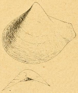 Fig.2-4 - Poromya argyrea
