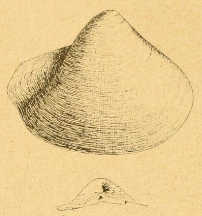 Fig.1-3 - Poromya argyrea