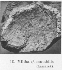 Fig.10 - Pseudomiltha cf. mutabilis
