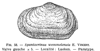 Fig.58 Solecardia wemmelensis Glibert M. (1936)