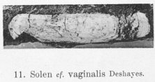 Fig.11 - Solen cf. vaginalis