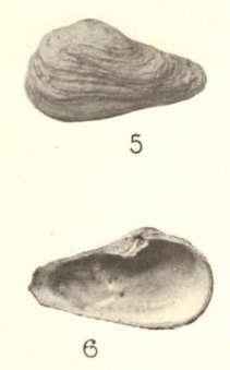 Pl. II, fig. 5-6